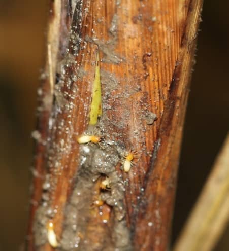 Sugarcane Termite