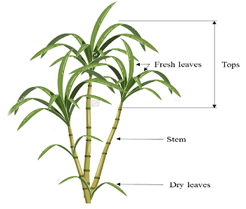 Sugarcane plant morphology
