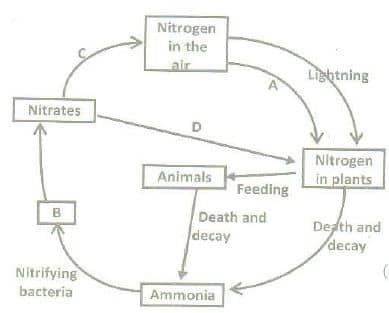 The nitrogen cycle in the ecosystem