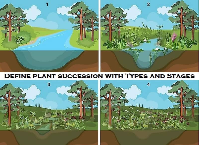 Define Plant Succession with Types and Stages - Basic Agricultural Study