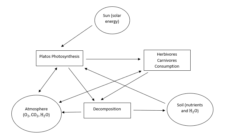 Ecosystem components and their interrelationship