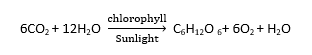 photosynthesis