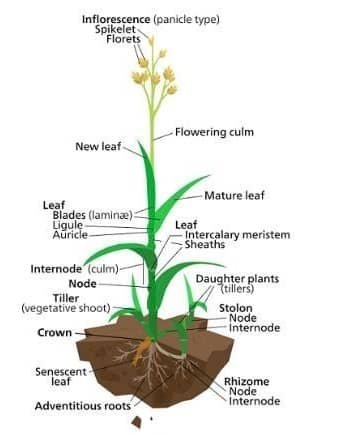 wheat plant morphology