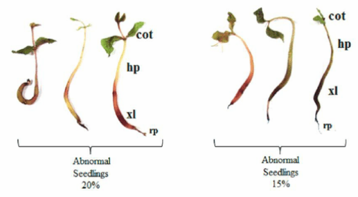 abnormal seedlings
