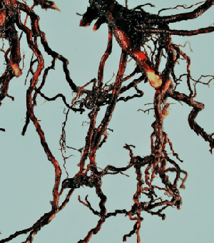 Root rot of betel vine