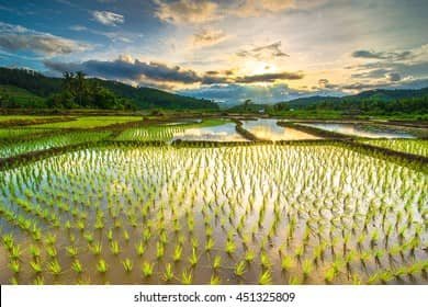 Flooding rice