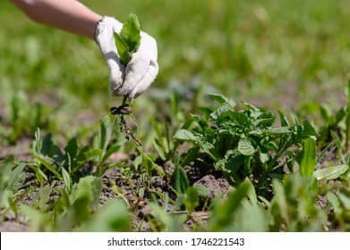 Hand weeding