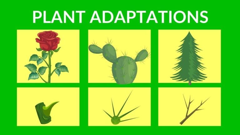 What Are 4 Examples Of Plant Adaptations