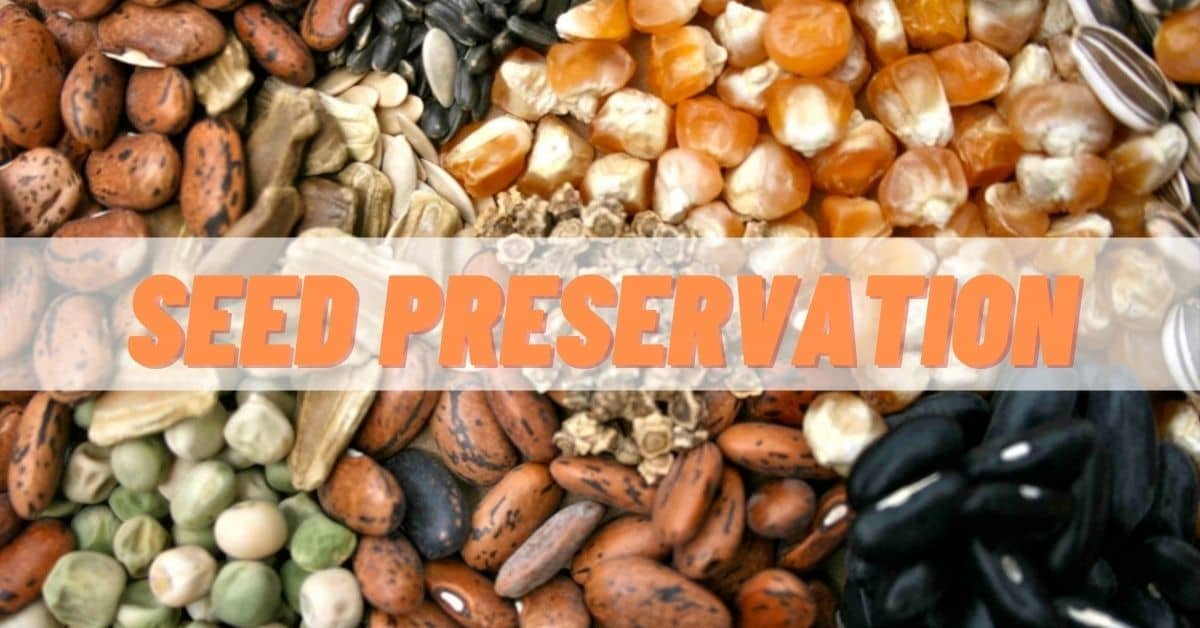 Seed Preservation