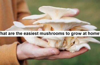What are the easiest mushrooms to grow at home?