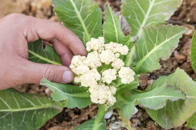 buttoning of cauliflower