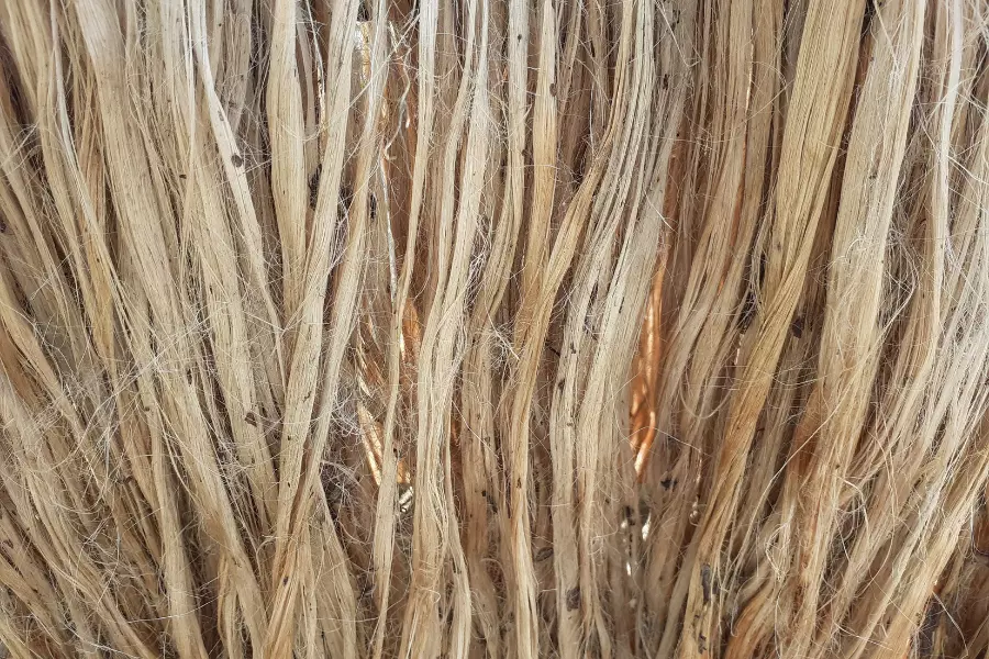 Jute Fiber Extraction 