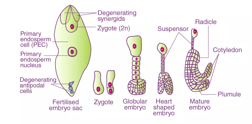 Development of dicotyledonous embryo