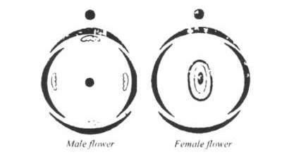 Floral diagram of Moraceae family