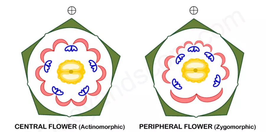 Floral diagram of Umbelliferae