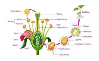 Plant embryology