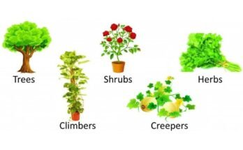 Plant family characteristics and examples