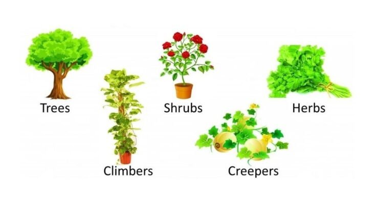 Plant family characteristics and examples