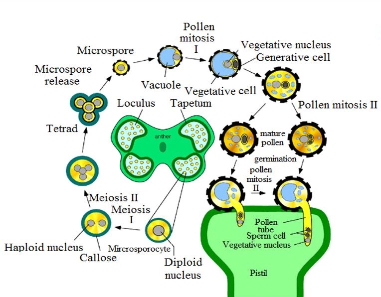 Process of microsporogenesis