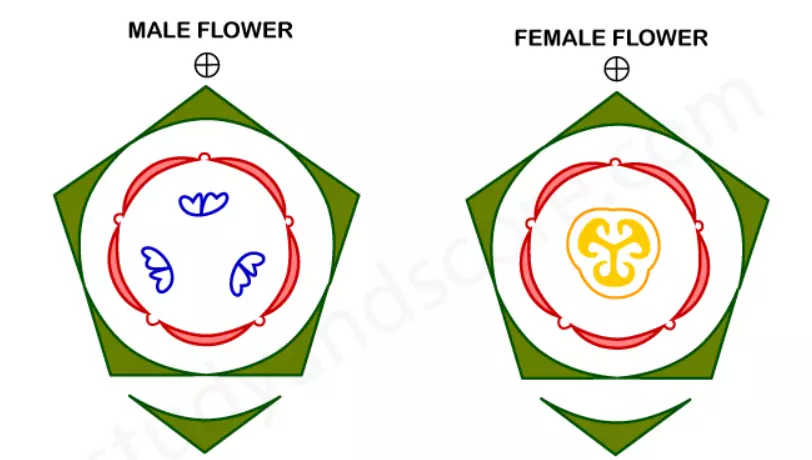 floral diagram of cucurbitaceae