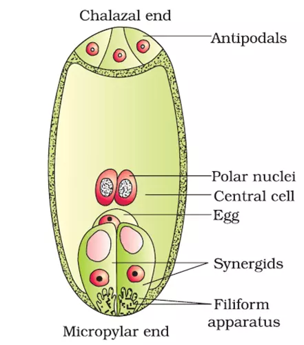 the structure of embryo sac