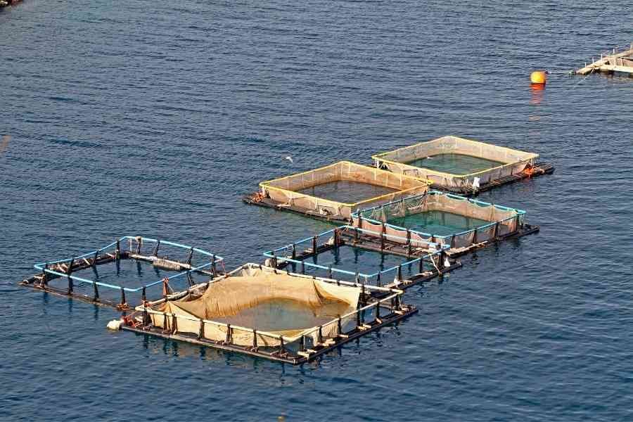 Scope of aquaculture