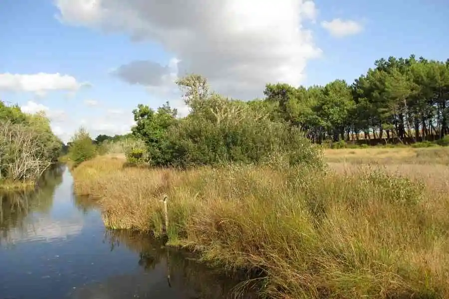 Coastal marsh