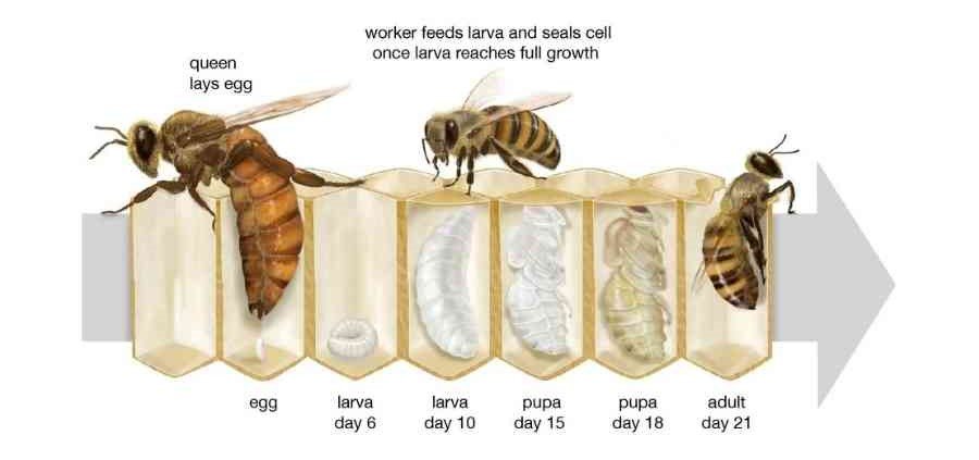 The life cycle of a honey bee