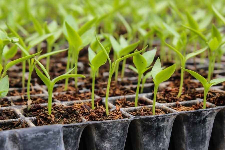 transplanting seedlings