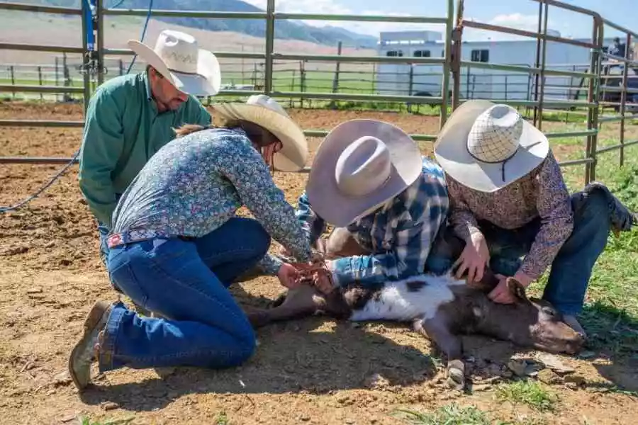 methods of castration in farm animals