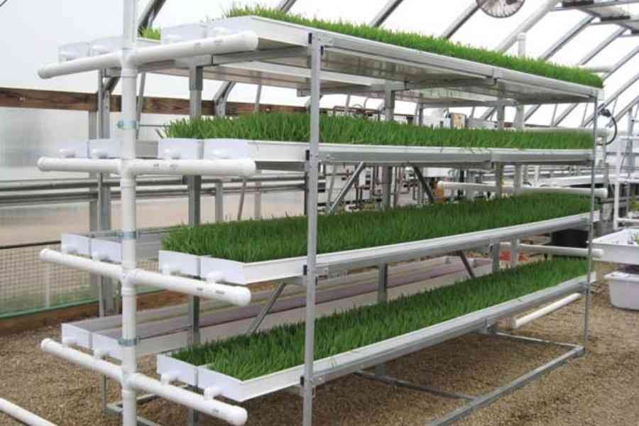 hydroponic fodder system