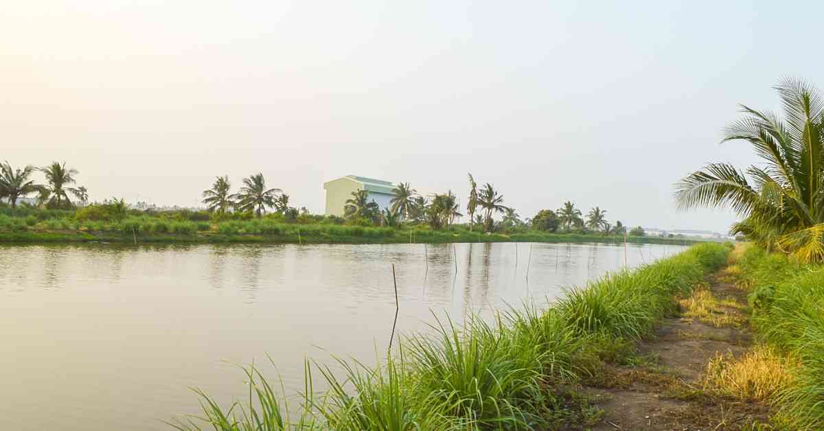 Pond Building And Management For Fish Farming A Complete Guide