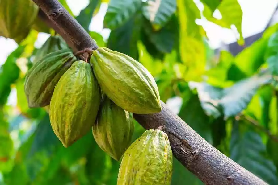 how to grow cocoa