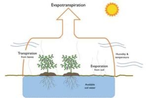 Evapotranspiration Definition, Factors, And Methods - Explained!