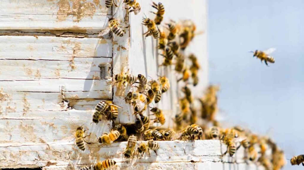 mistakes made by a beekeeping beginner