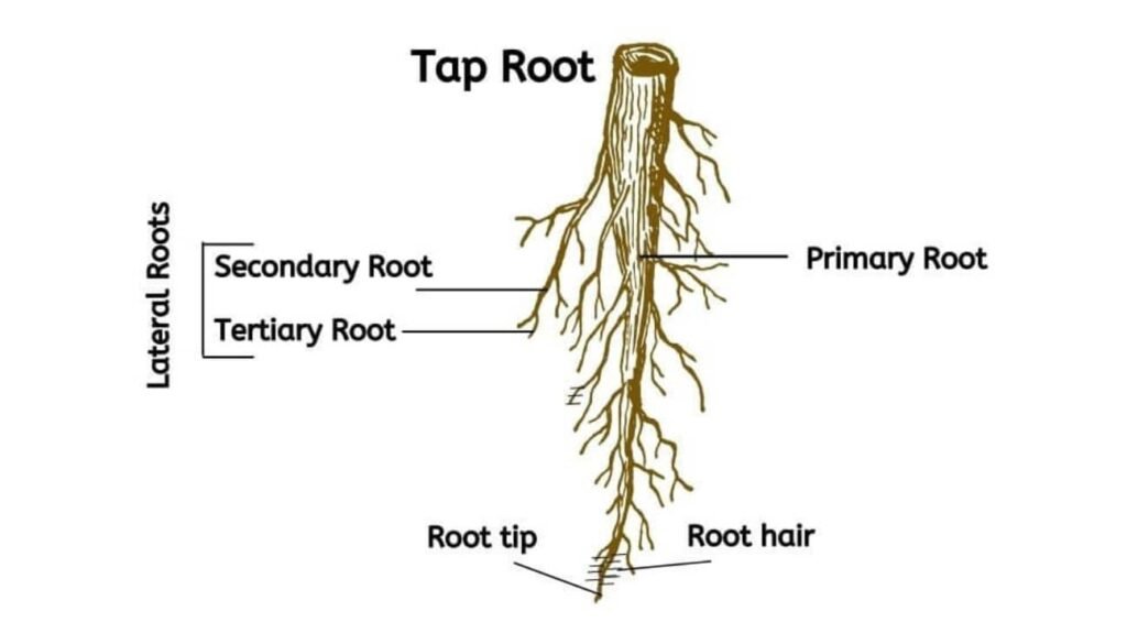 Tree Roots types