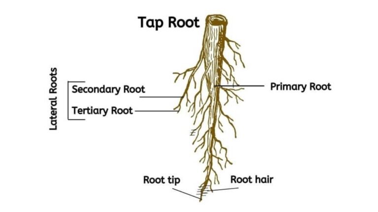 Healthy Trees and Roots - Basic Agricultural Study