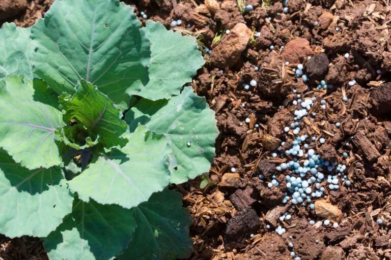 Garden Fertilizing FAQs and Tips - Basic Agricultural Study