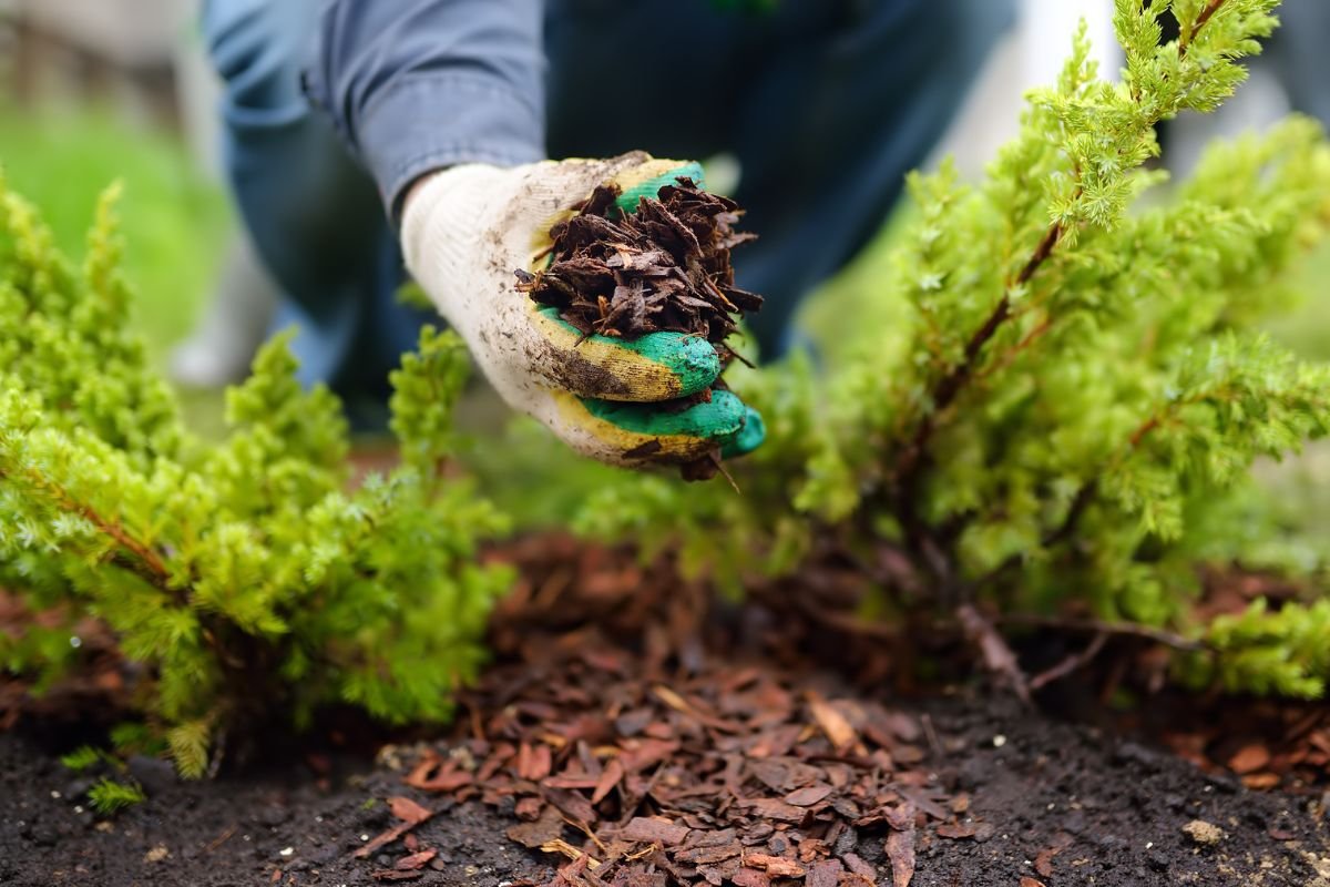 Mulching Garden tips