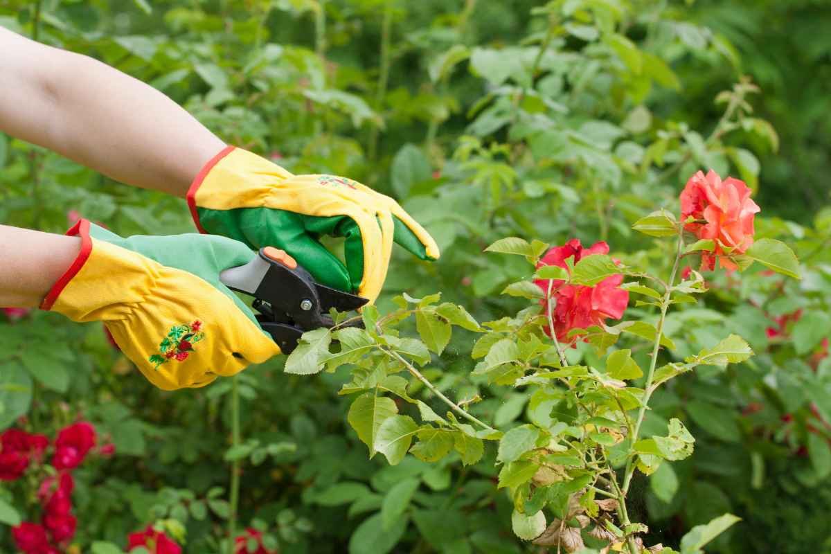 pruning of plants