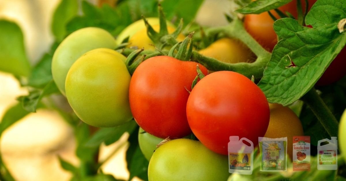 Top 5 Organic Fertilizers for Tomato Plants